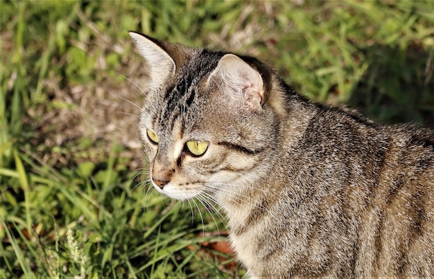 Free Photo closeup of a brown striped cat in a field under the sunlight at daytime with a blurry background