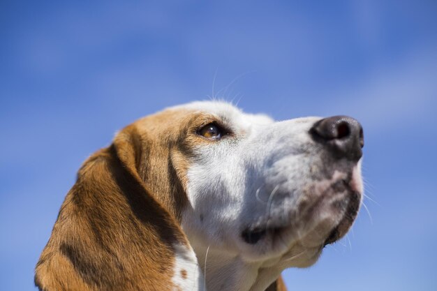 A Closeup of brown and white dog with long ears harrier type