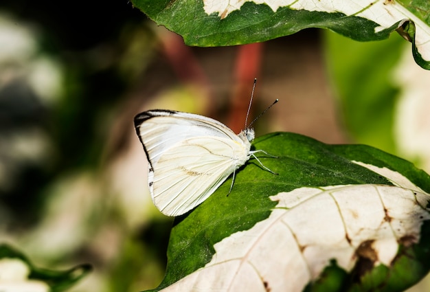 Closeup of butterfly in nature