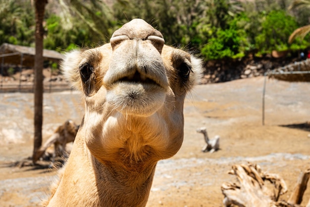 Free photo closeup of a camels nose and mouth