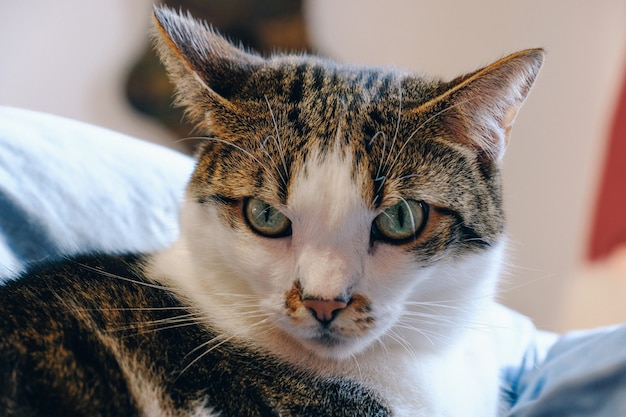 Free Photo closeup of a cat looking angry