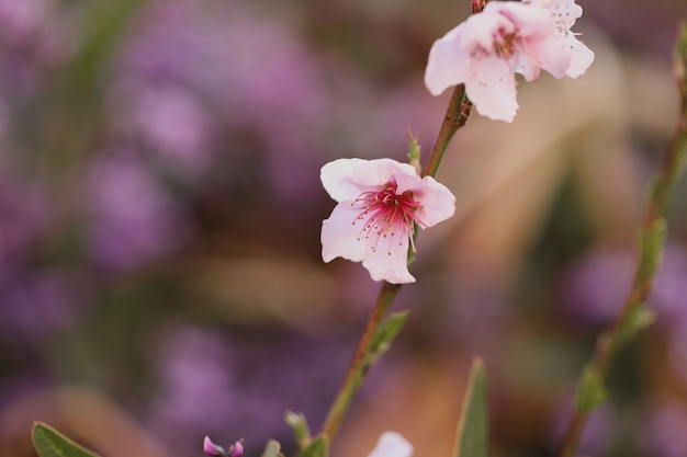 Closeup of cherry blossom under sunlight in a garden with a blurry background