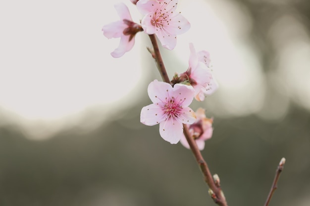 Closeup of cherry blossom under sunlight in a garden with a blurry