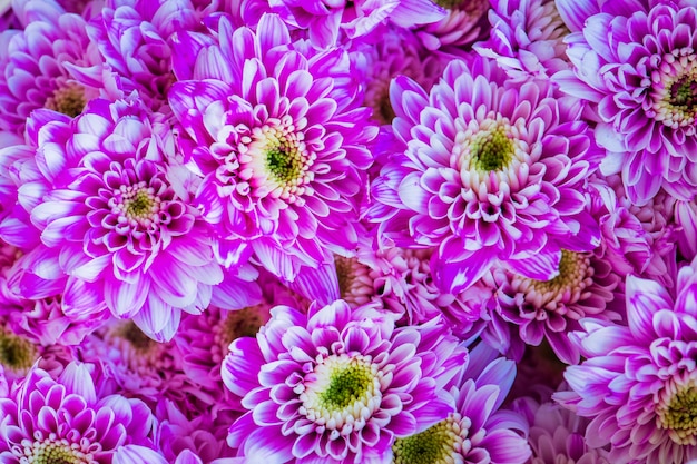 Closeup of chrysanthemum textured background