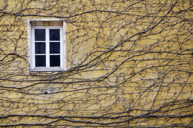 Free Photo closeup of climbing plants on a yellow wall with a window at daylight