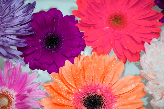 Free Photo closeup of colorful flowers floating on water background