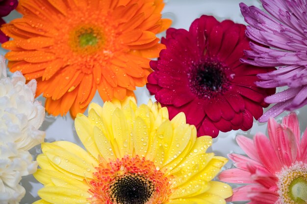 Closeup of colorful flowers floating on water background