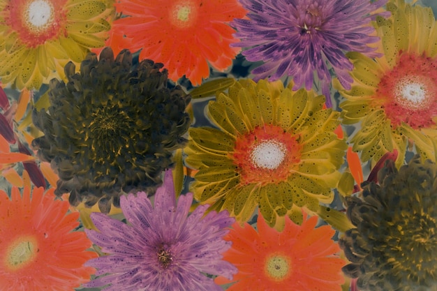 Free photo closeup of colorful flowers in negative filter floating on water background