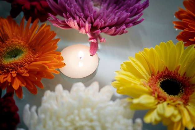 Closeup of colorful gerbera background