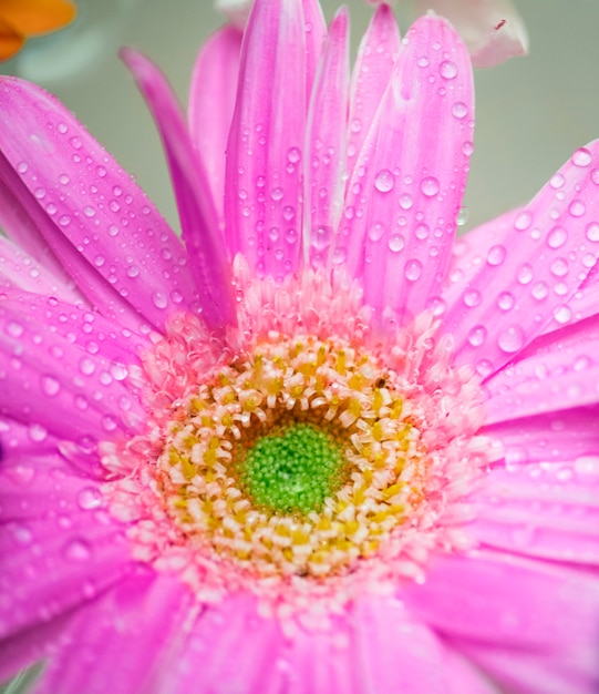 Closeup of colorful gerbera background