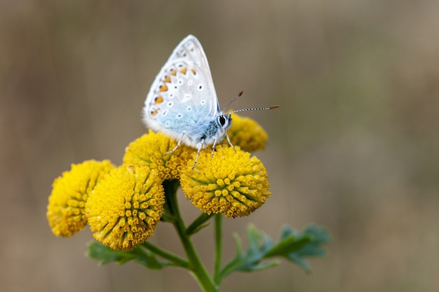 Closeup of a Common blue butterfly on Craspedia under the sunlight