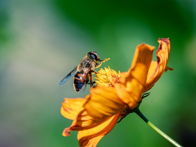 Free Photo closeup of a common drone fly collecting pollen from a garden cosmos tree in a field