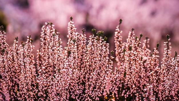 Closeup  of common heather flowers in the field