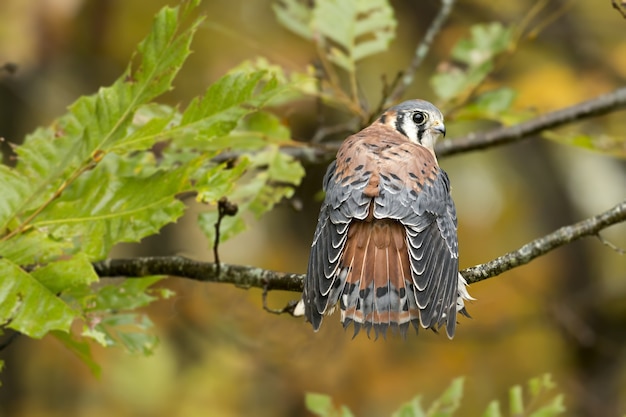 Free photo closeup of a common kestrel standing on a tree branch under the sunlight with a blurry background