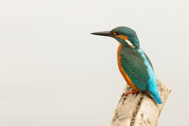 Free Photo closeup of a common kingfisher, alcedo atthis, donana national park, bird on the trunk