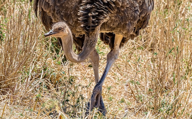 Free photo closeup of a common ostrich in a field covered in the grass under the sunlight at daytime