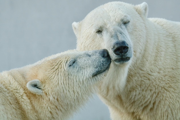 Free photo closeup of a couple of polar bears ursus maritimus