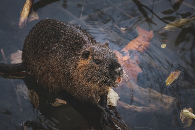 Closeup of a coypu on a piece of wood on a pond at daylight in autumn