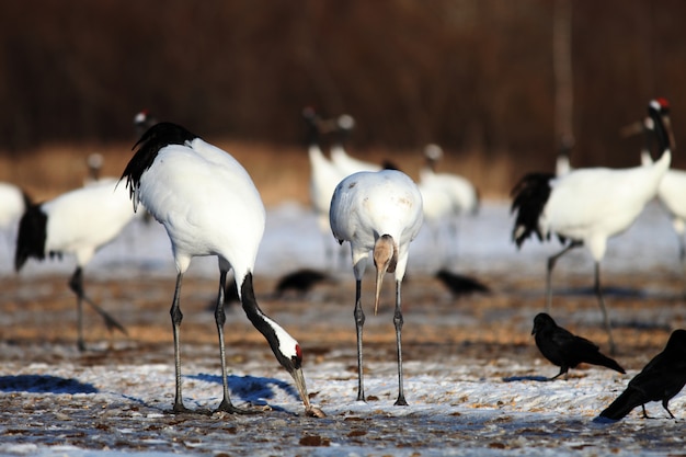 Closeup of cranes eating dead fish on the ground covered in the snow in Hokkaido in Japan