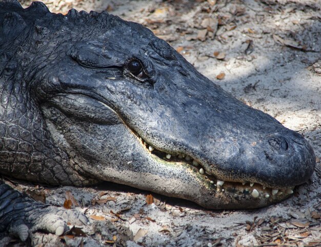 Closeup of a crocodile on the ground under the sunlight