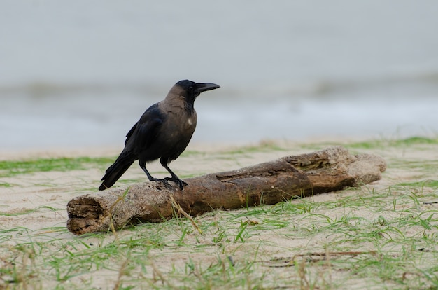 Free photo closeup of a crow on a piece of wood on the ground searching for food