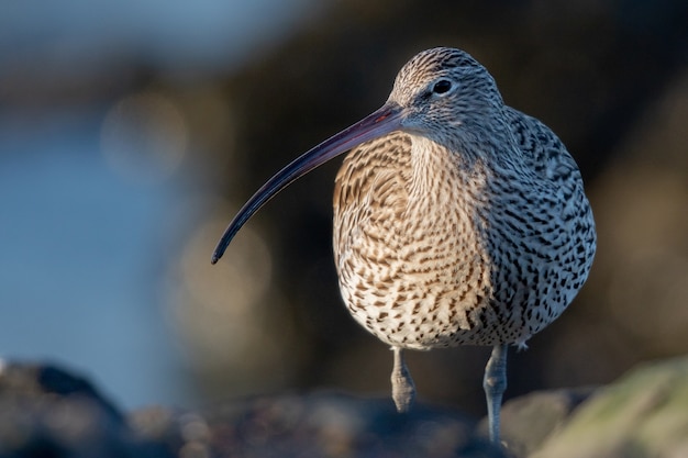 Closeup of a curlew bird with its long, slender beak