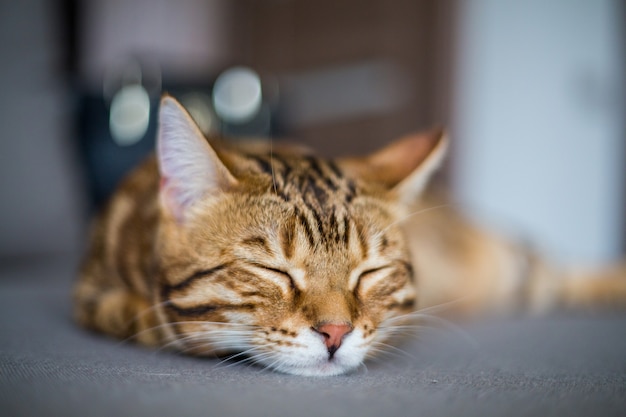 Closeup of a cute Bengal Cat sleeping on the floor