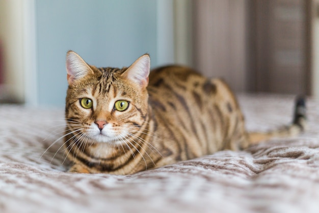 Closeup of a cute domestic Bengal cat lying on a bed