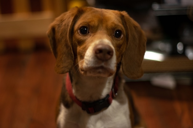 Free photo closeup of a cute domestic dog sitting