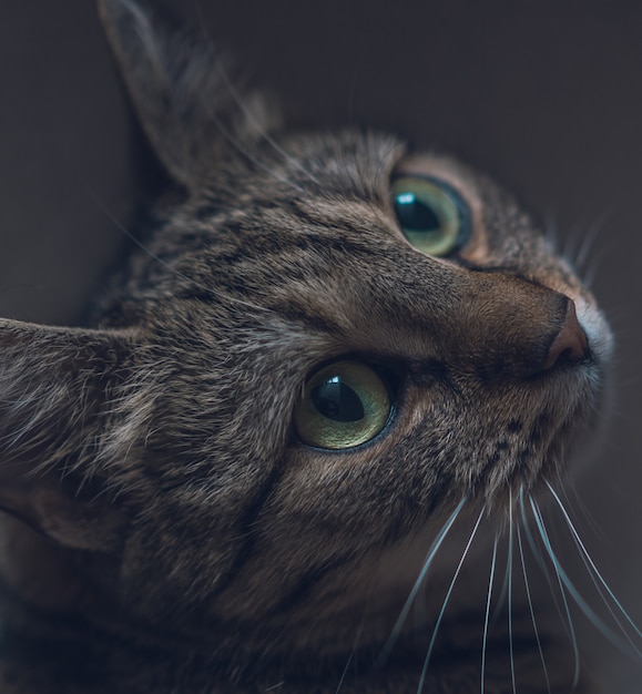 Closeup of a cute domestic grey cat looking up with beautiful big eyes