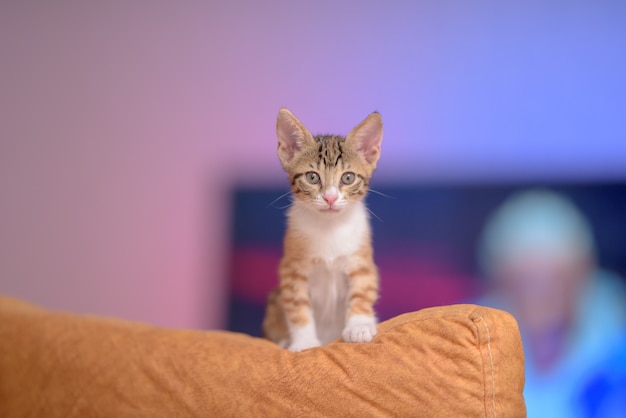 Free Photo closeup of a cute ginger kitten on a couch under the lights with a blurry background