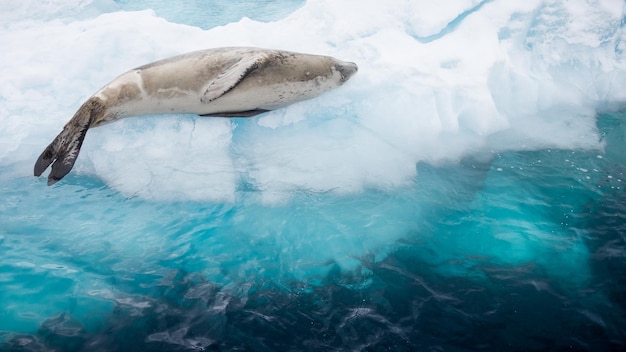 Closeup of a cute seal resting on the ice in the daylight in Antarctica