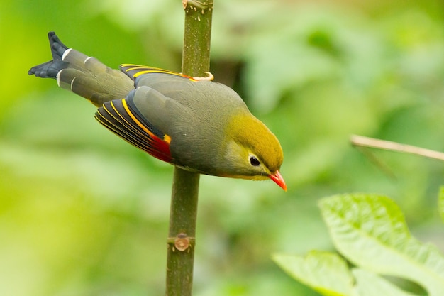 Free Photo closeup of a cute tiny red-billed leiothrix perched on a tree branch in a field under the sunlight