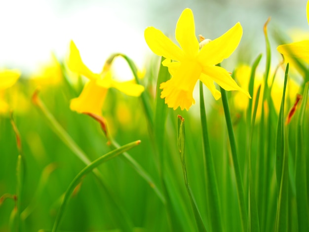 Closeup of daffodils in a field under the sunlight