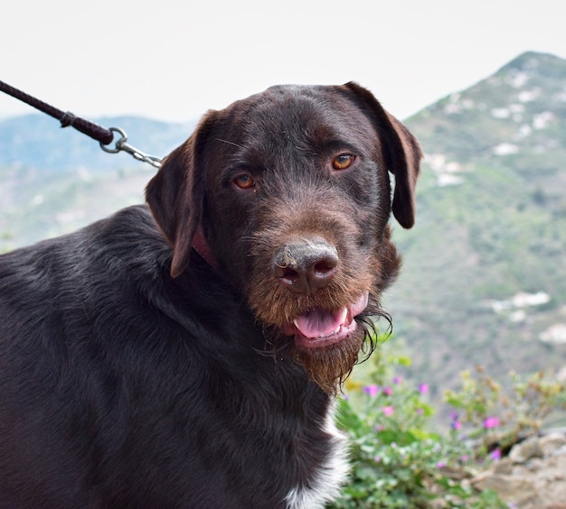 Free photo closeup of a dark dog on a leash with an open mouth outdoors