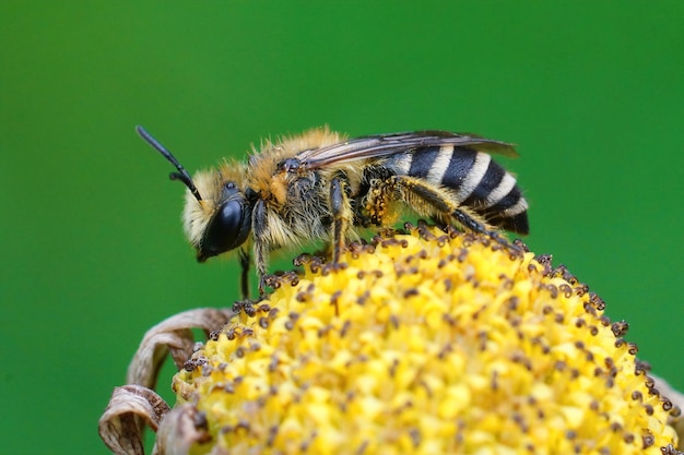 Free photo closeup on a davies' cellophan bee, colletes daviesanus , sittin