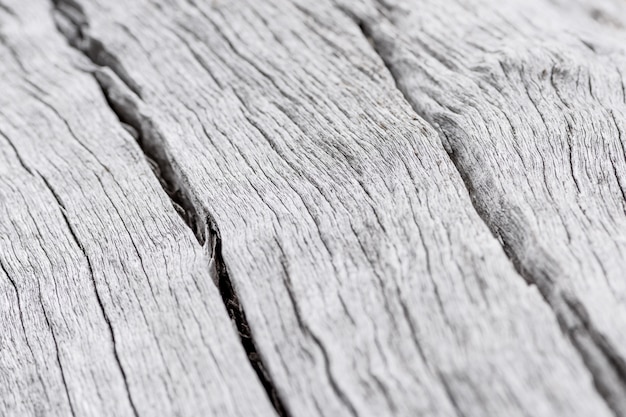 Free photo closeup of dead wood trunk natural texture surface