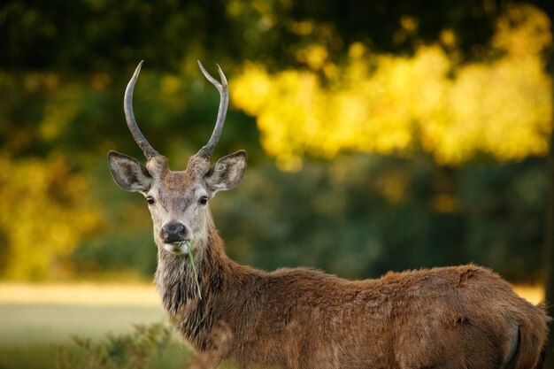 Closeup of a deer surrounded by greenery in a field under the sunlight