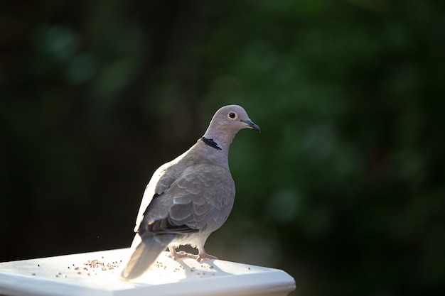 Free photo closeup of a dove standing on a white pillar