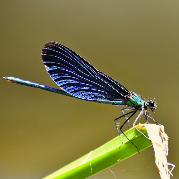 Free photo closeup of dragonfly calopteryx virgo