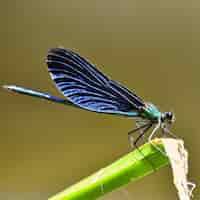 Free photo closeup of dragonfly calopteryx virgo