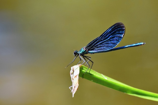 Free photo closeup of dragonfly calopteryx virgo