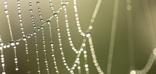 Closeup of drops of morning dew on a spider web in the early morning sun