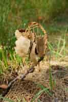 Free photo closeup of dry leaves surrounded by the grass in a field under the sunlight