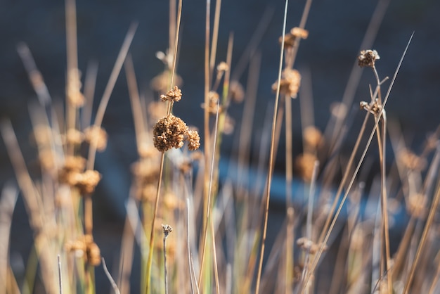 Free photo closeup of dry wild grass in nature on blurred background.