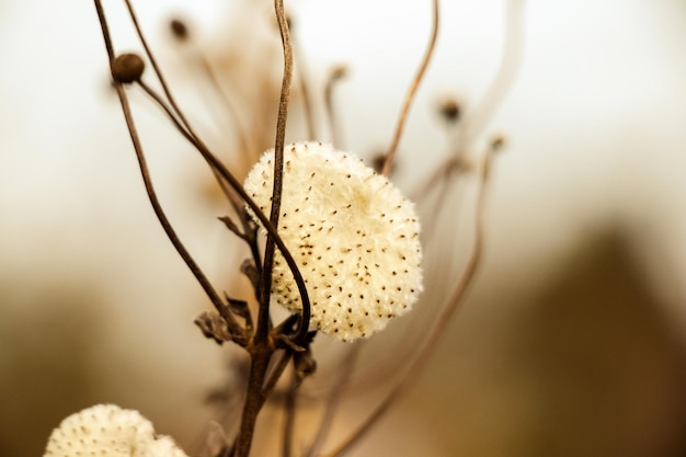 Free Photo closeup of dry withered flowers in an autumn garden