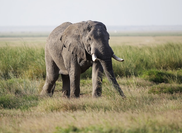 Free photo closeup of an elephant walking on the savanna of amboseli national park, kenya, africa