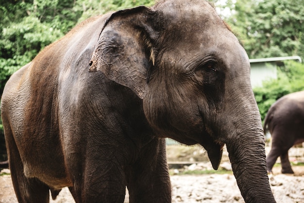 Closeup of elephant at the zoo