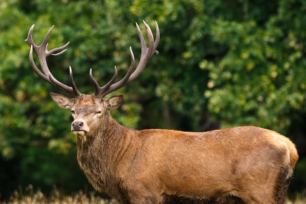 Closeup of an elk surrounded by greenery in a field under the sunlight with a blurry