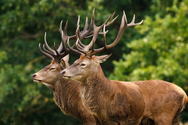 Closeup of elks surrounded by greenery in a field under the sunlight with a blurry background